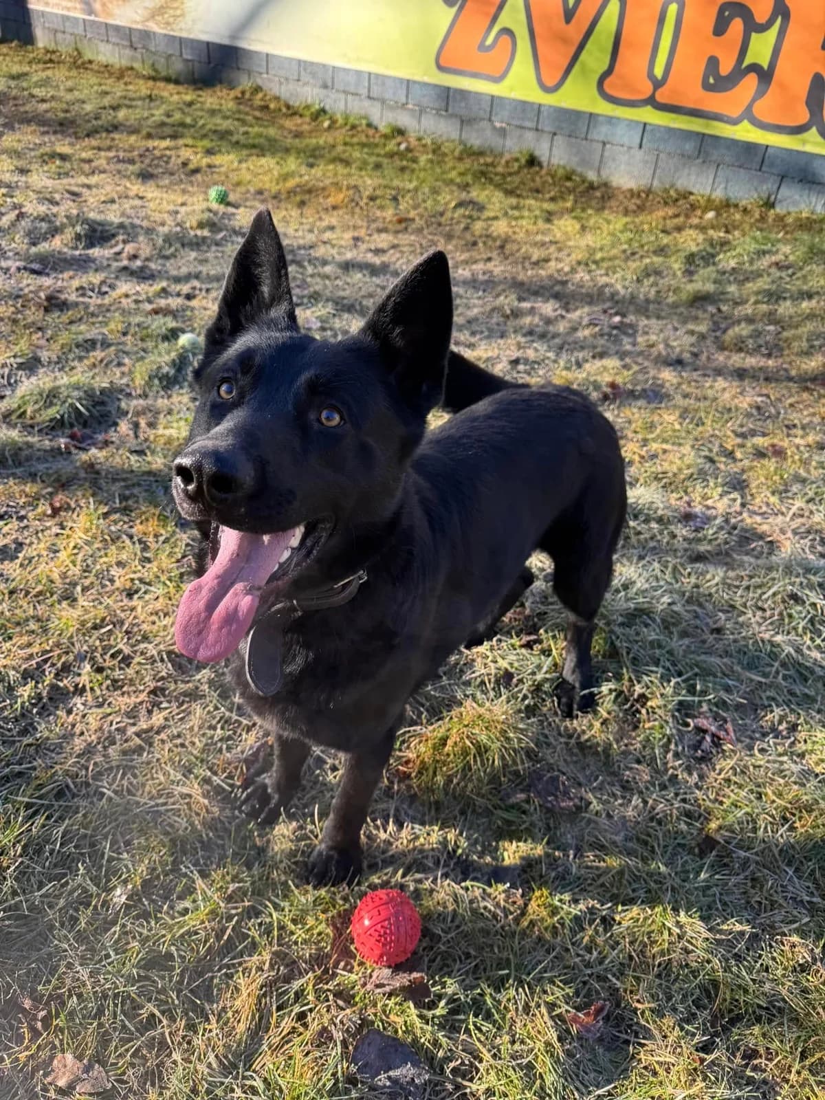 Hektor, čierna male mixed breed for adoption at OZ Centrum nájdených zvierat — photo 2 of 4