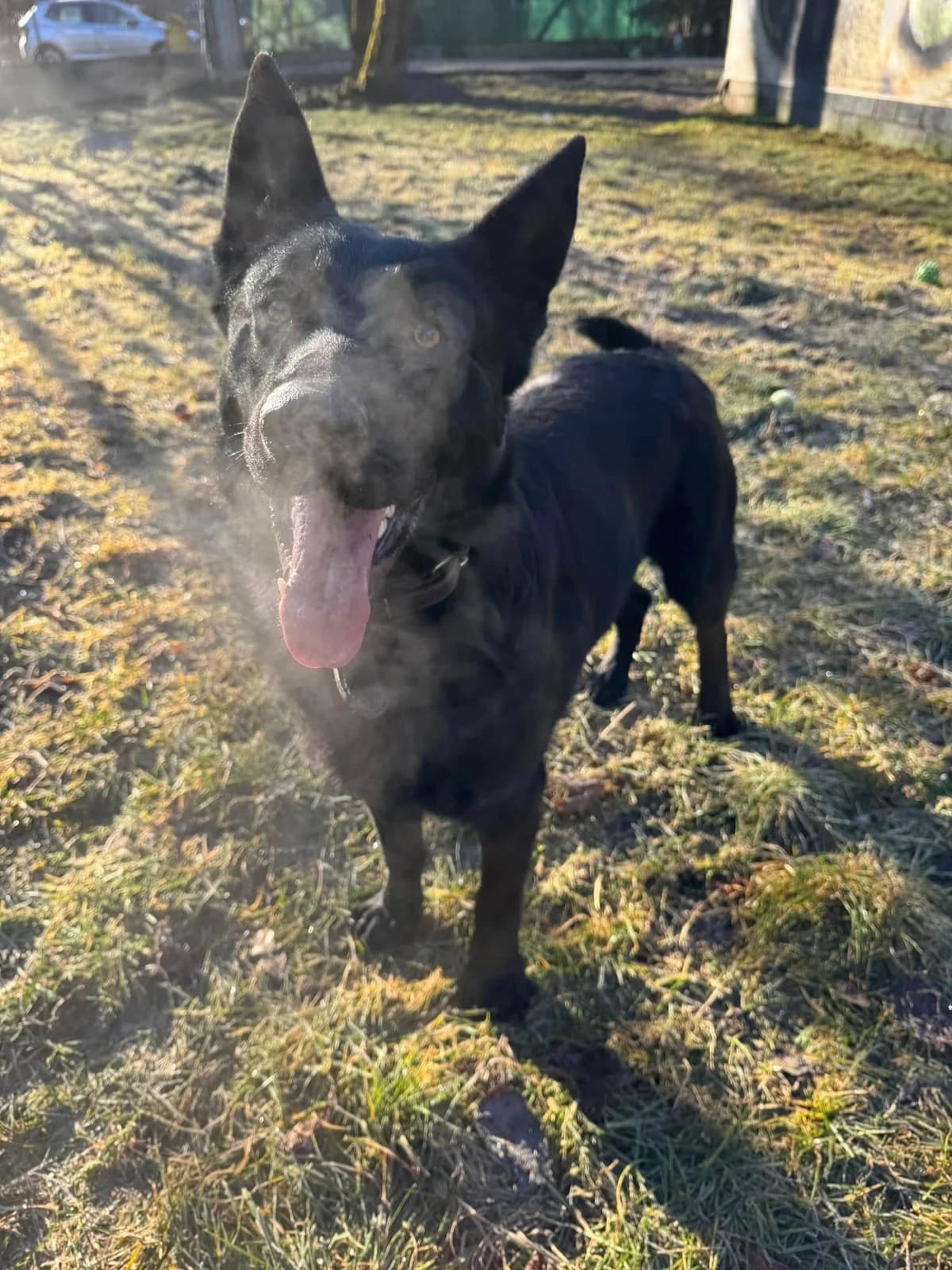 Hektor, čierna male mixed breed for adoption at OZ Centrum nájdených zvierat — photo 3 of 4