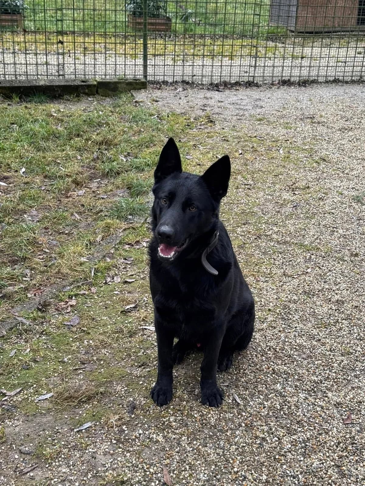 Hektor, čierna male mixed breed for adoption at OZ Centrum nájdených zvierat — photo 4 of 4