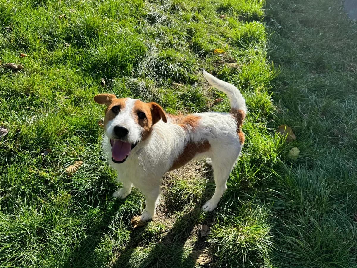 Jacky, bielo – hnedá male Jack Russell Terrier for adoption at OZ Centrum nájdených zvierat