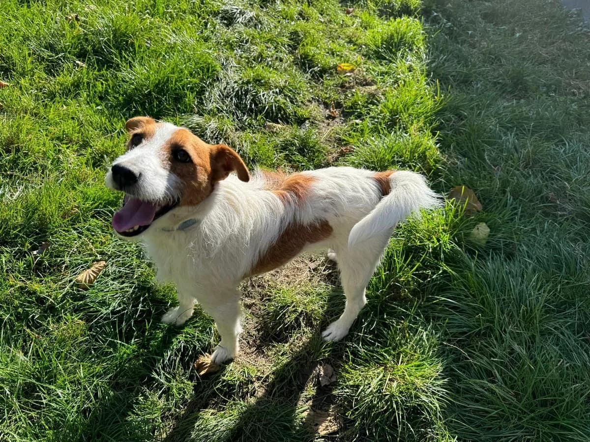 Jacky, bielo – hnedá male Jack Russell Terrier for adoption at OZ Centrum nájdených zvierat — photo 2 of 4