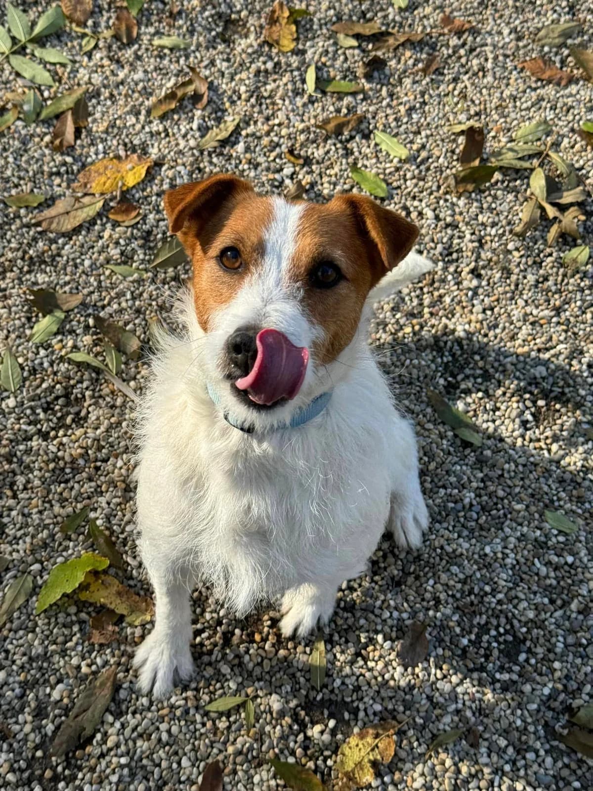 Jacky, bielo – hnedá male Jack Russell Terrier for adoption at OZ Centrum nájdených zvierat — photo 3 of 4