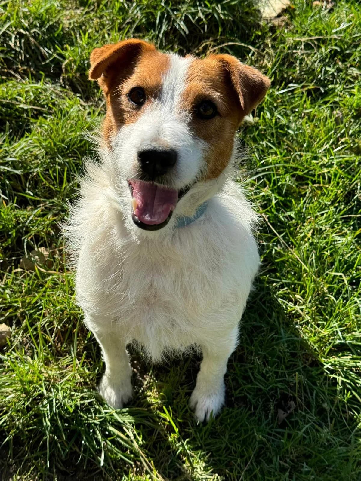 Jacky, bielo – hnedá male Jack Russell Terrier for adoption at OZ Centrum nájdených zvierat — photo 4 of 4