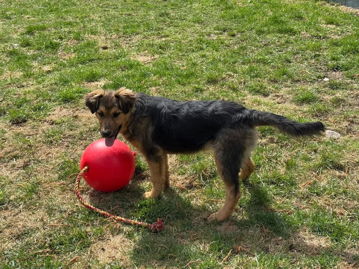 Jenny, čierno – hnedá female mixed breed for adoption at OZ Centrum nájdených zvierat