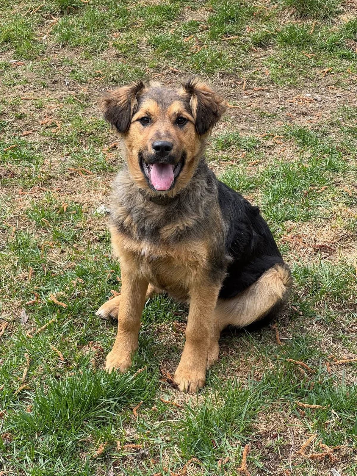Jenny, čierno – hnedá female mixed breed for adoption at OZ Centrum nájdených zvierat — photo 2 of 4