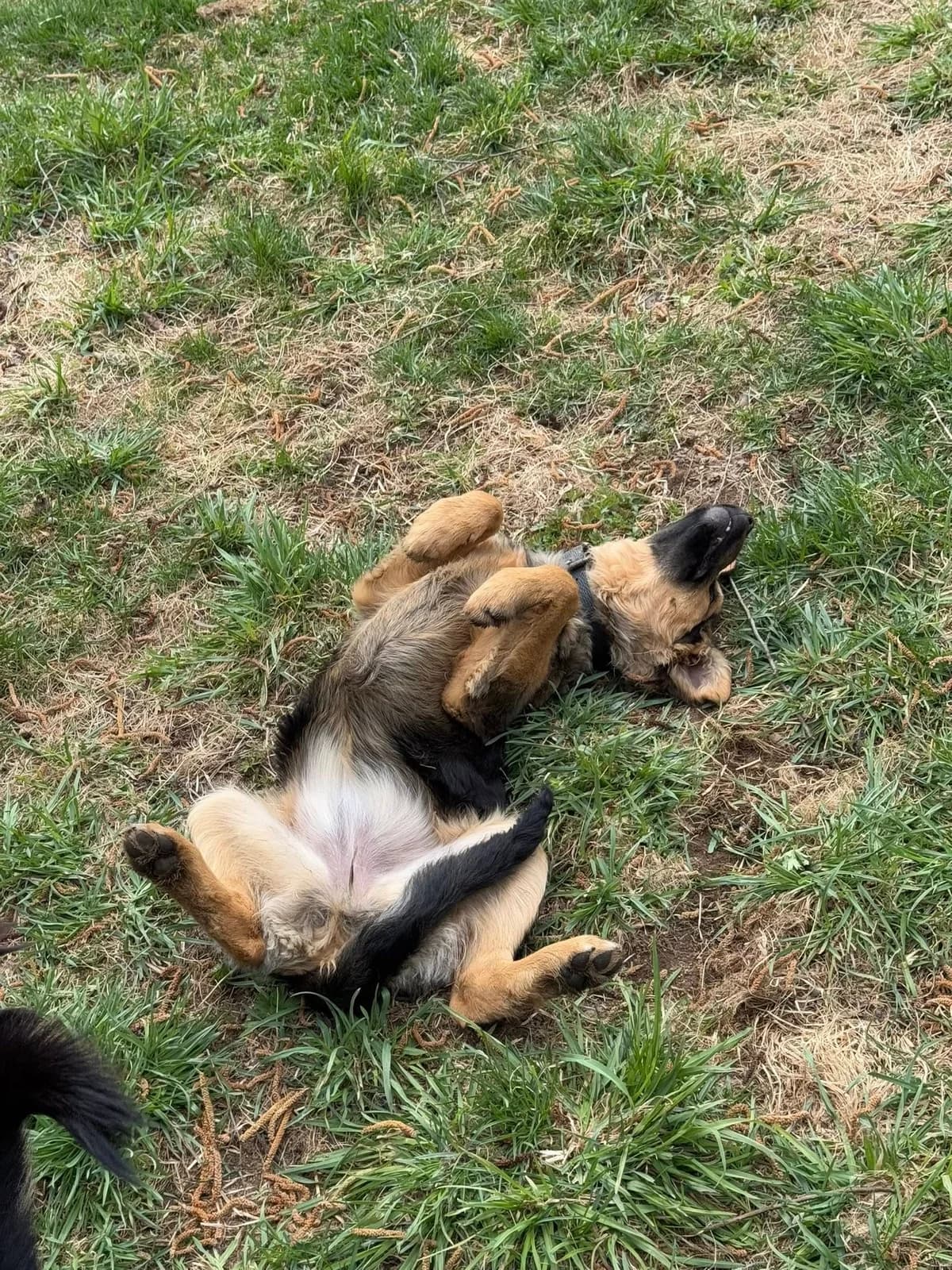 Jenny, čierno – hnedá female mixed breed for adoption at OZ Centrum nájdených zvierat — photo 3 of 4