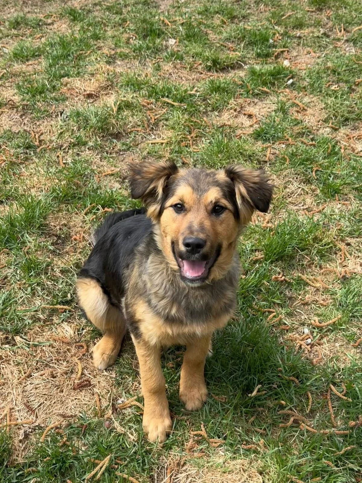 Jenny, čierno – hnedá female mixed breed for adoption at OZ Centrum nájdených zvierat — photo 4 of 4