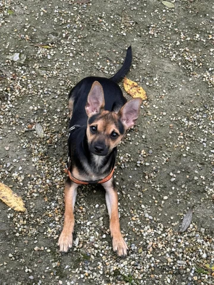Laky, male mixed breed for adoption at OZ Centrum nájdených zvierat