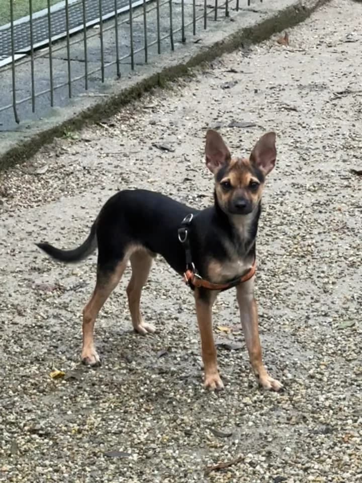 Laky, male mixed breed for adoption at OZ Centrum nájdených zvierat — photo 2 of 4
