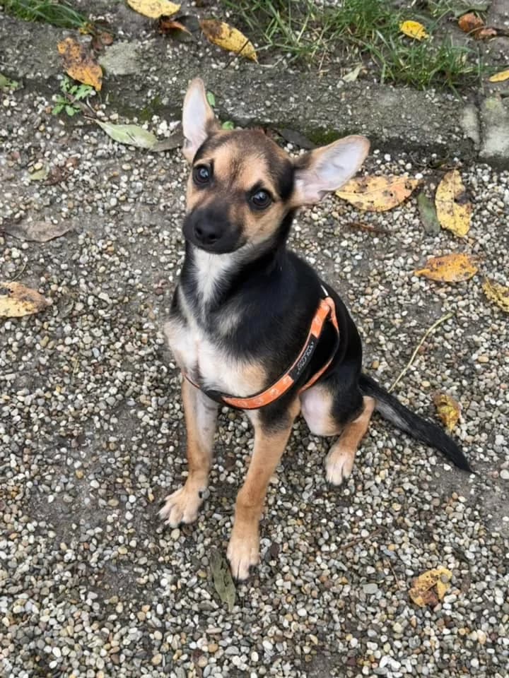 Laky, male mixed breed for adoption at OZ Centrum nájdených zvierat — photo 3 of 4