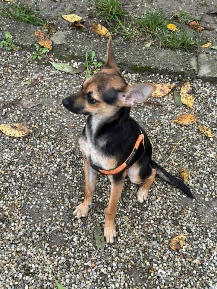 Laky, male mixed breed for adoption at OZ Centrum nájdených zvierat — photo 4 of 4