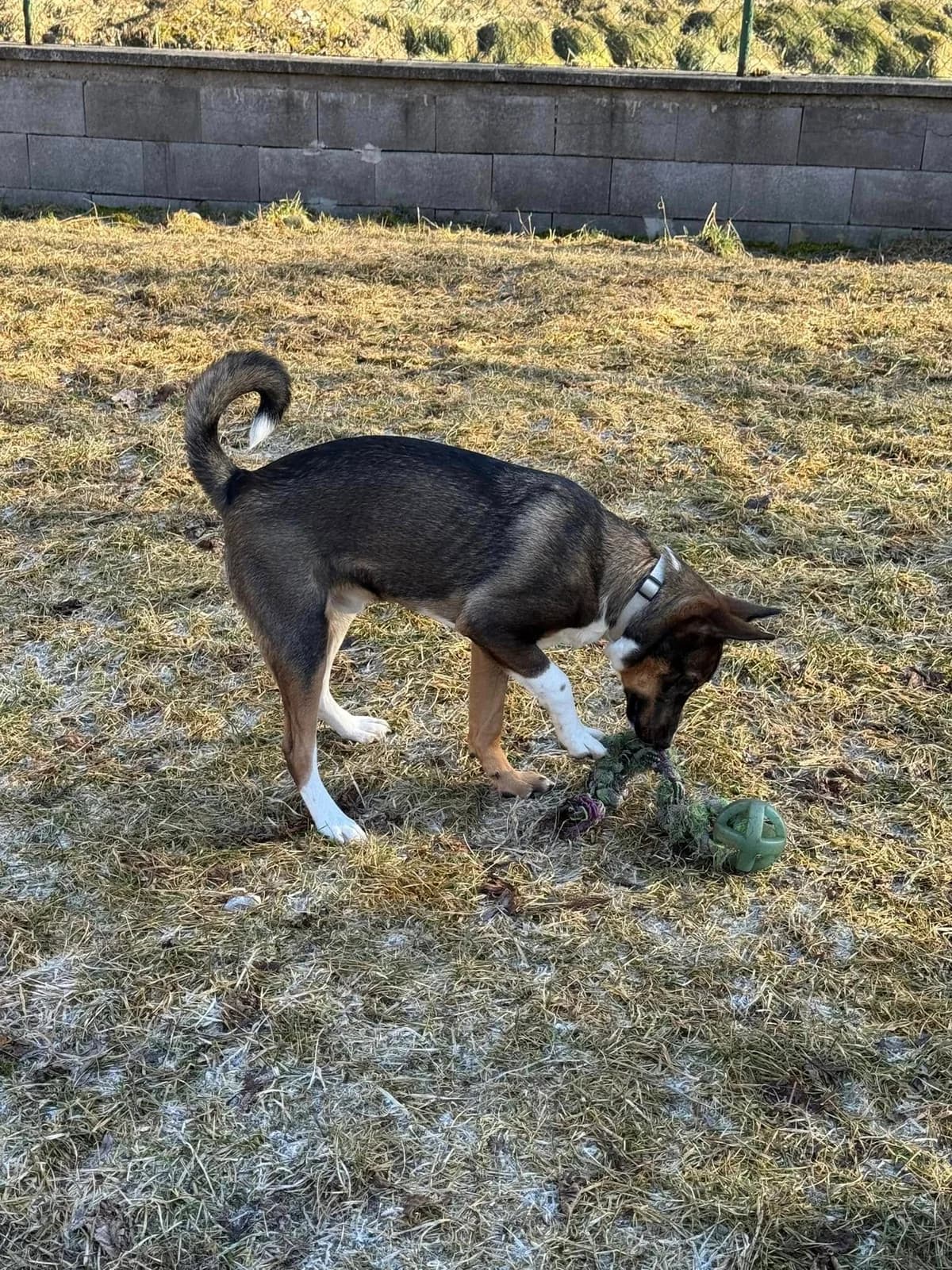 Leo, hnedá-biela male mixed breed for adoption at OZ Centrum nájdených zvierat