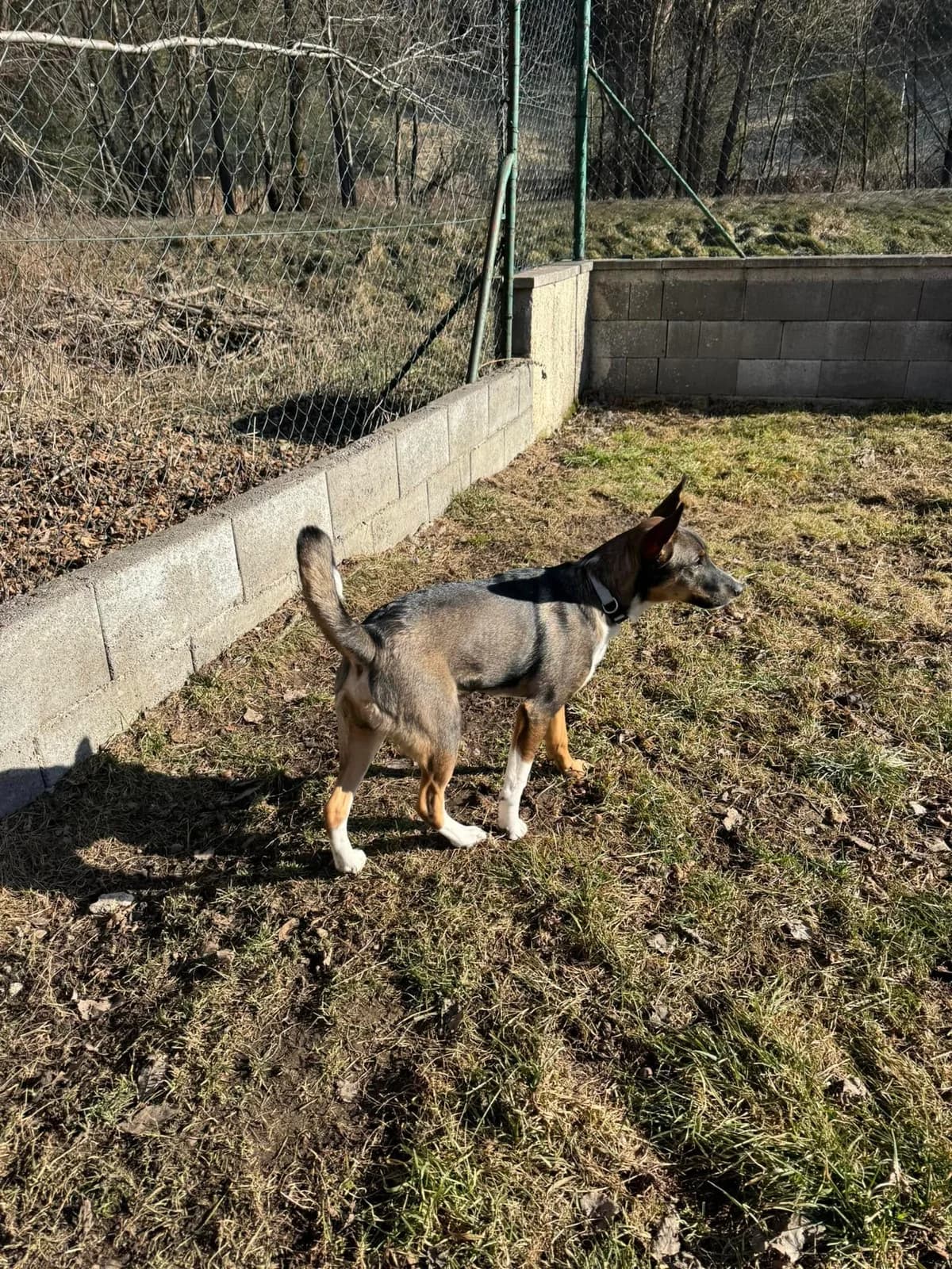Leo, hnedá-biela male mixed breed for adoption at OZ Centrum nájdených zvierat — photo 2 of 4