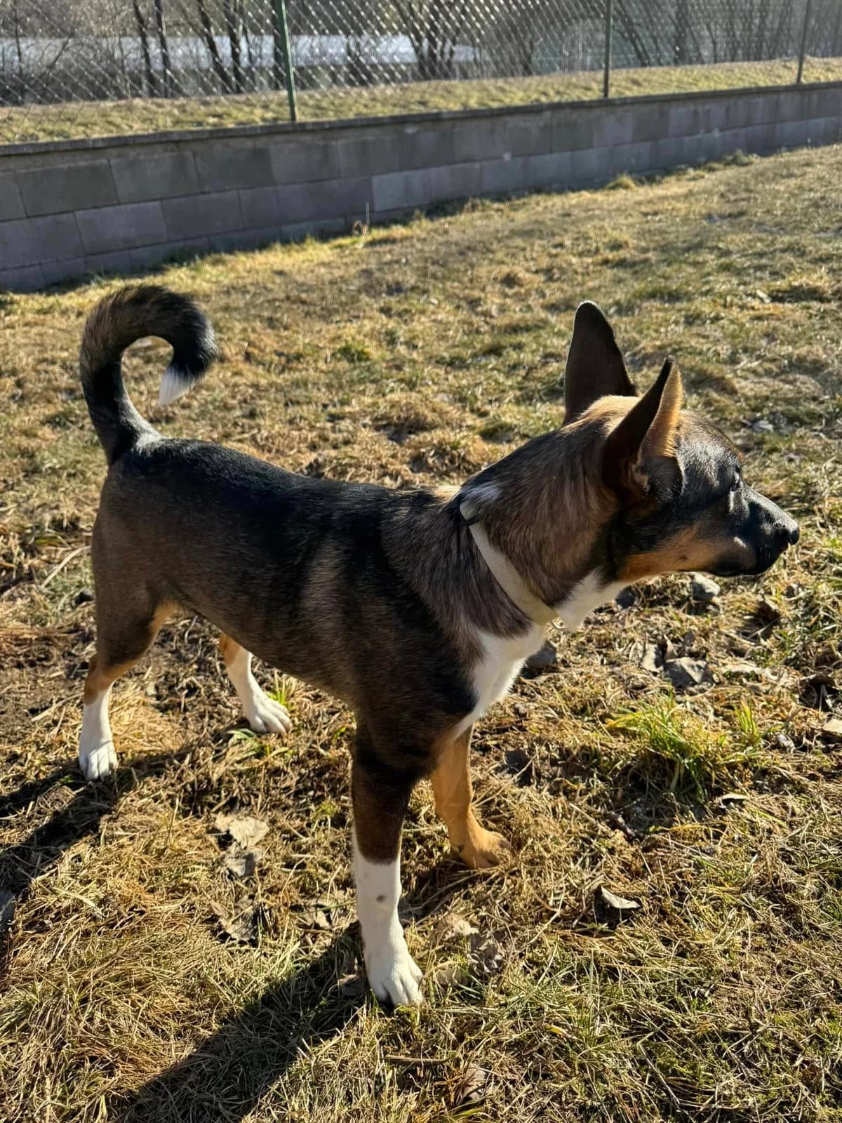Leo, hnedá-biela male mixed breed for adoption at OZ Centrum nájdených zvierat — photo 3 of 4