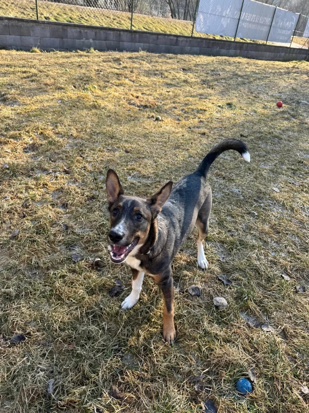 Leo, hnedá-biela male mixed breed for adoption at OZ Centrum nájdených zvierat — photo 4 of 4