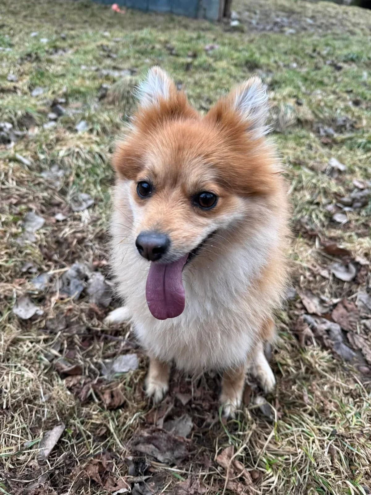 Lilly, hnedá female mixed breed for adoption at OZ Centrum nájdených zvierat