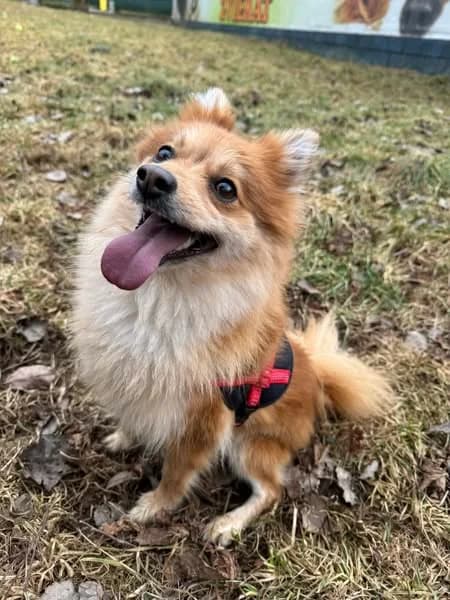 Lilly, hnedá female mixed breed for adoption at OZ Centrum nájdených zvierat — photo 2 of 4