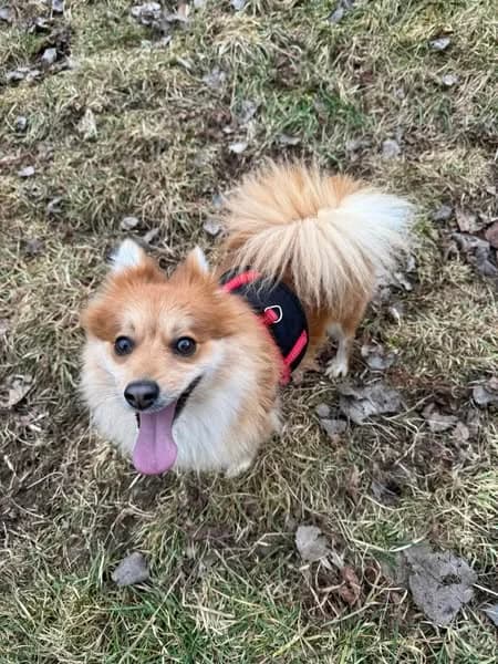 Lilly, hnedá female mixed breed for adoption at OZ Centrum nájdených zvierat — photo 3 of 4