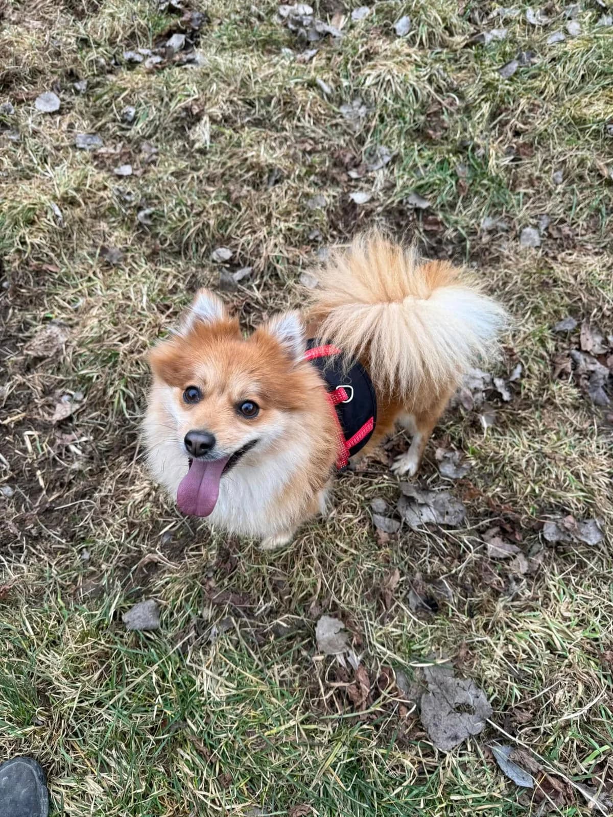 Lilly, hnedá female mixed breed for adoption at OZ Centrum nájdených zvierat — photo 4 of 4