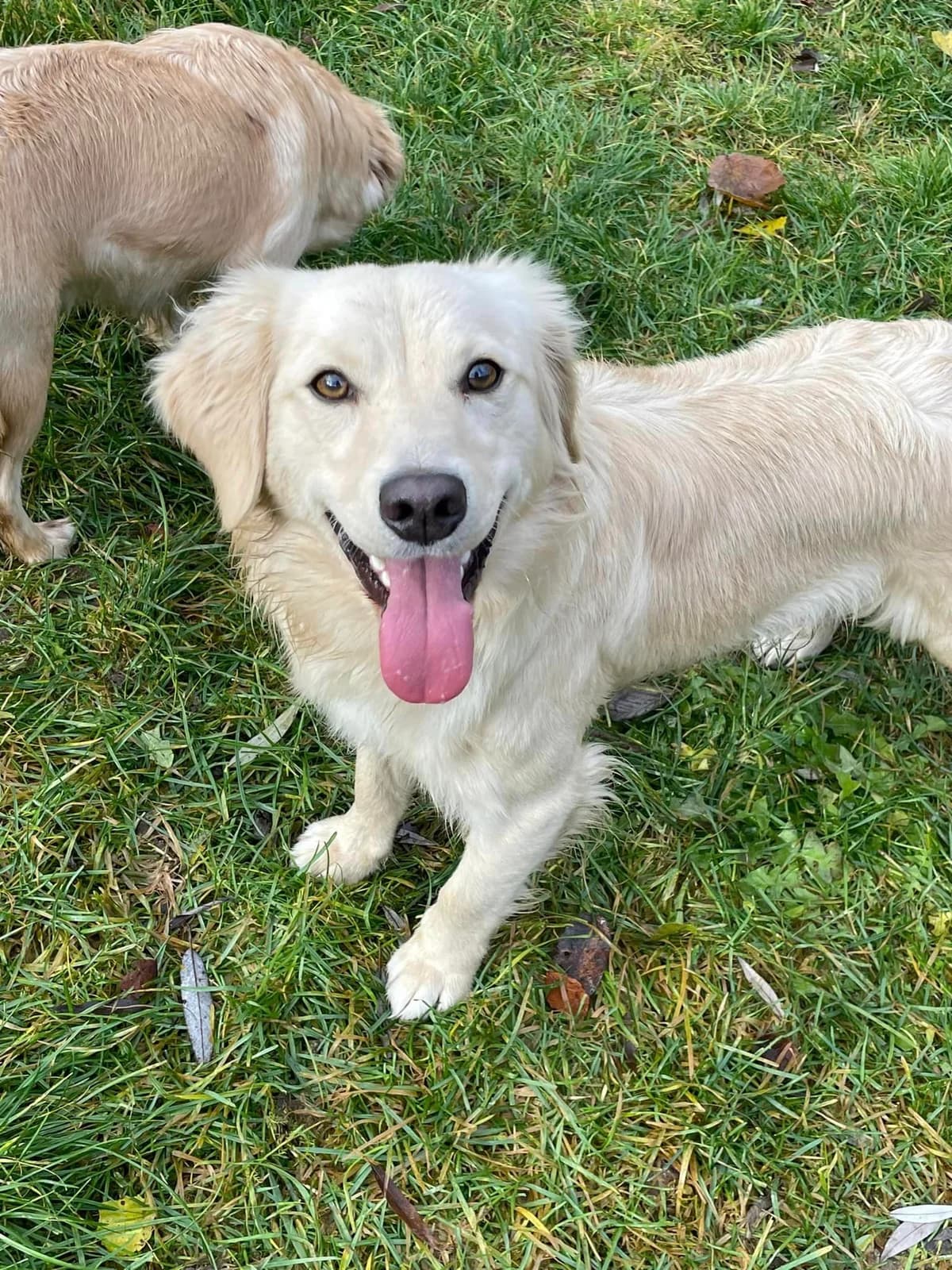 Max, hnedá male mixed breed for adoption at OZ Centrum nájdených zvierat