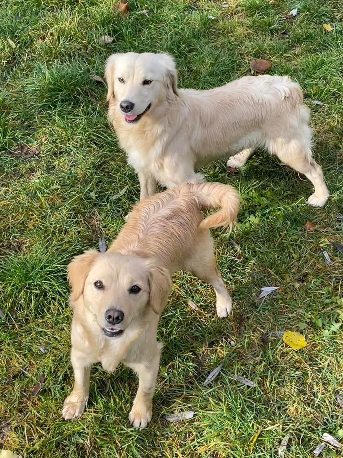 Max, hnedá male mixed breed for adoption at OZ Centrum nájdených zvierat — photo 2 of 4