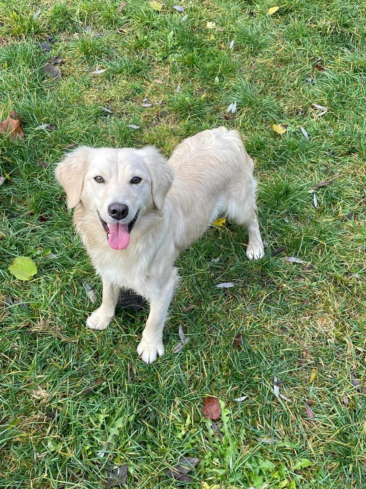 Max, hnedá male mixed breed for adoption at OZ Centrum nájdených zvierat — photo 3 of 4