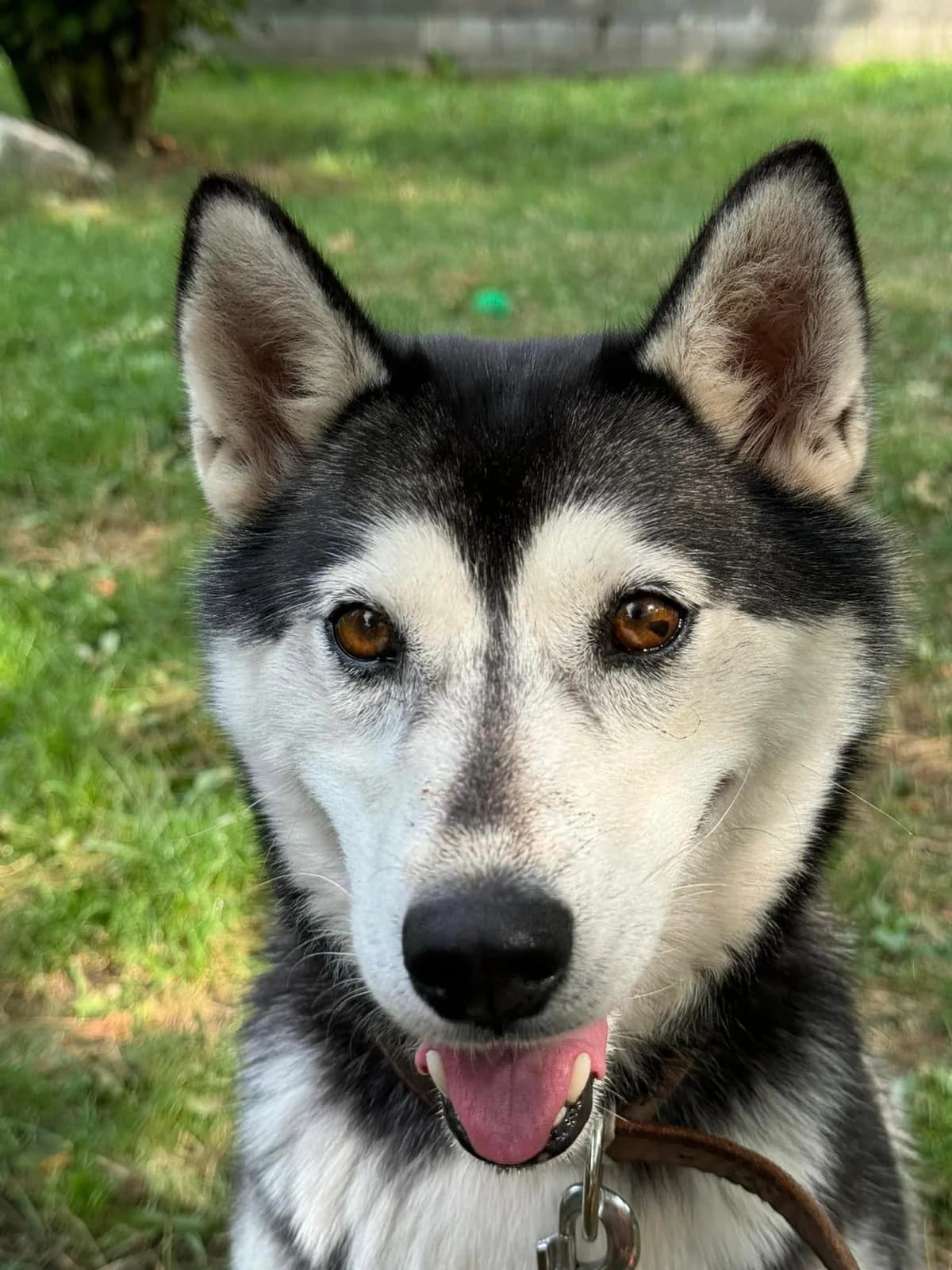 Megy, female Husky for adoption at OZ Centrum nájdených zvierat