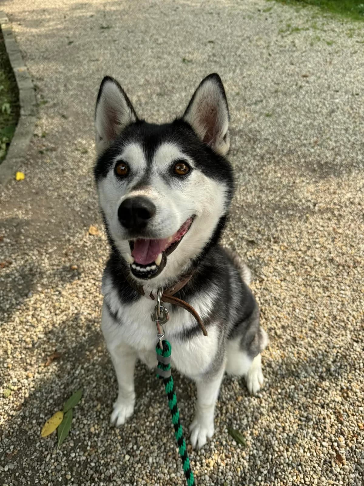 Megy, female Husky for adoption at OZ Centrum nájdených zvierat — photo 2 of 4