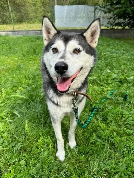 Megy, female Husky for adoption at OZ Centrum nájdených zvierat — photo 3 of 4