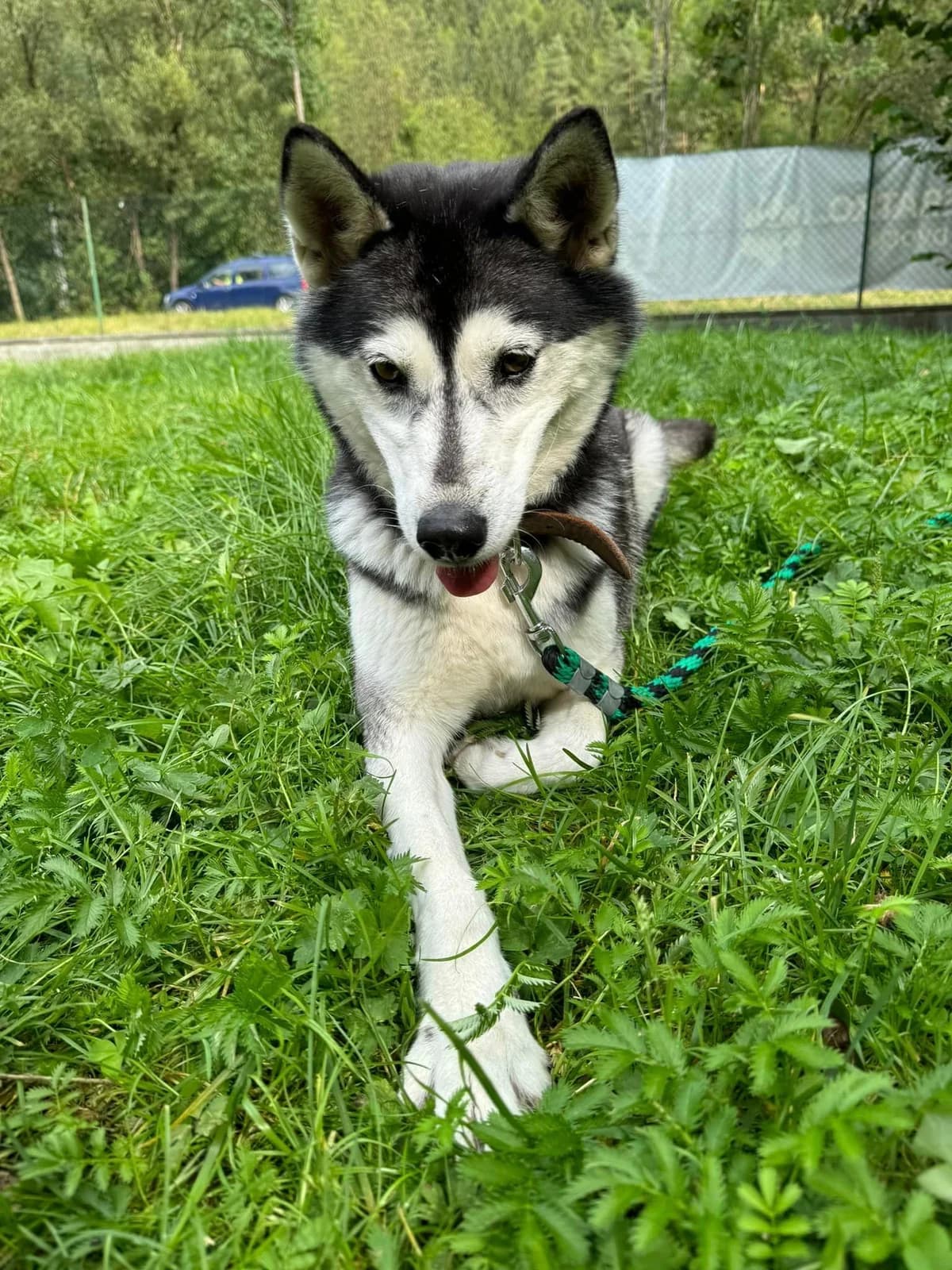 Megy, female Husky for adoption at OZ Centrum nájdených zvierat — photo 4 of 4