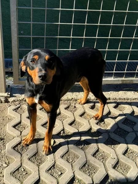 Metis, čierno – hnedá male mixed breed for adoption at OZ Centrum nájdených zvierat