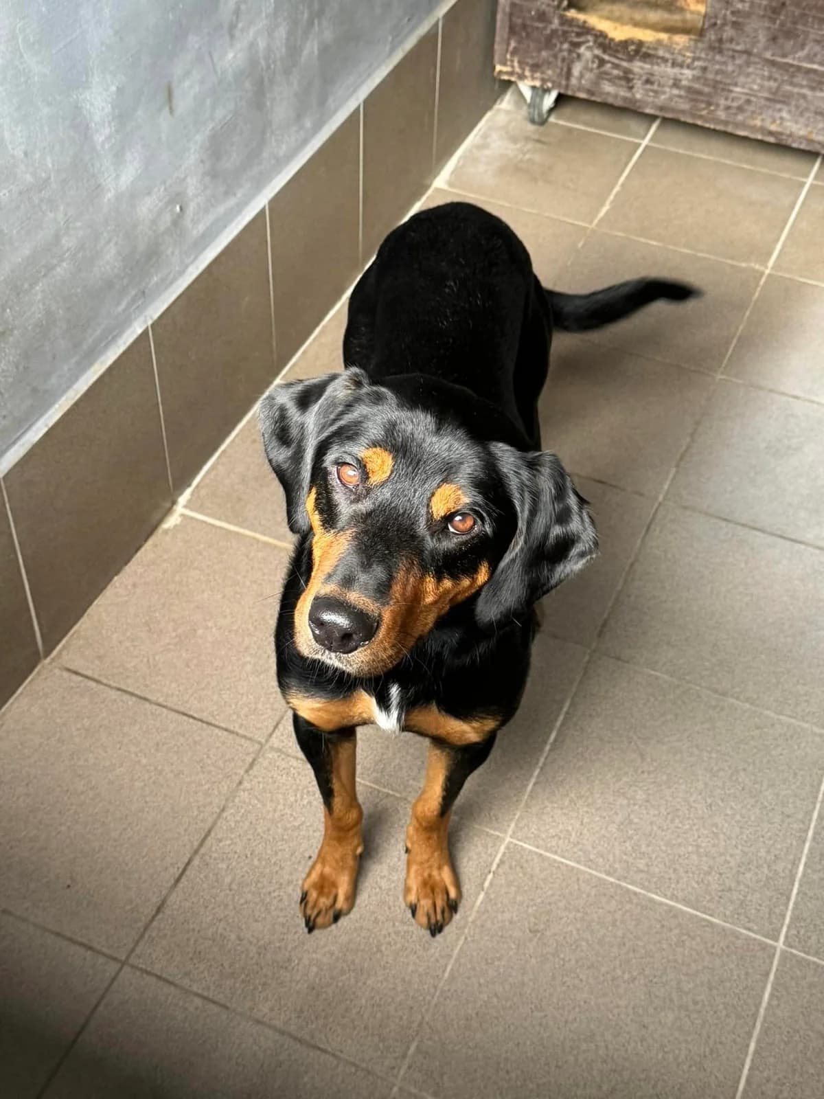 Metis, čierno – hnedá male mixed breed for adoption at OZ Centrum nájdených zvierat — photo 2 of 4