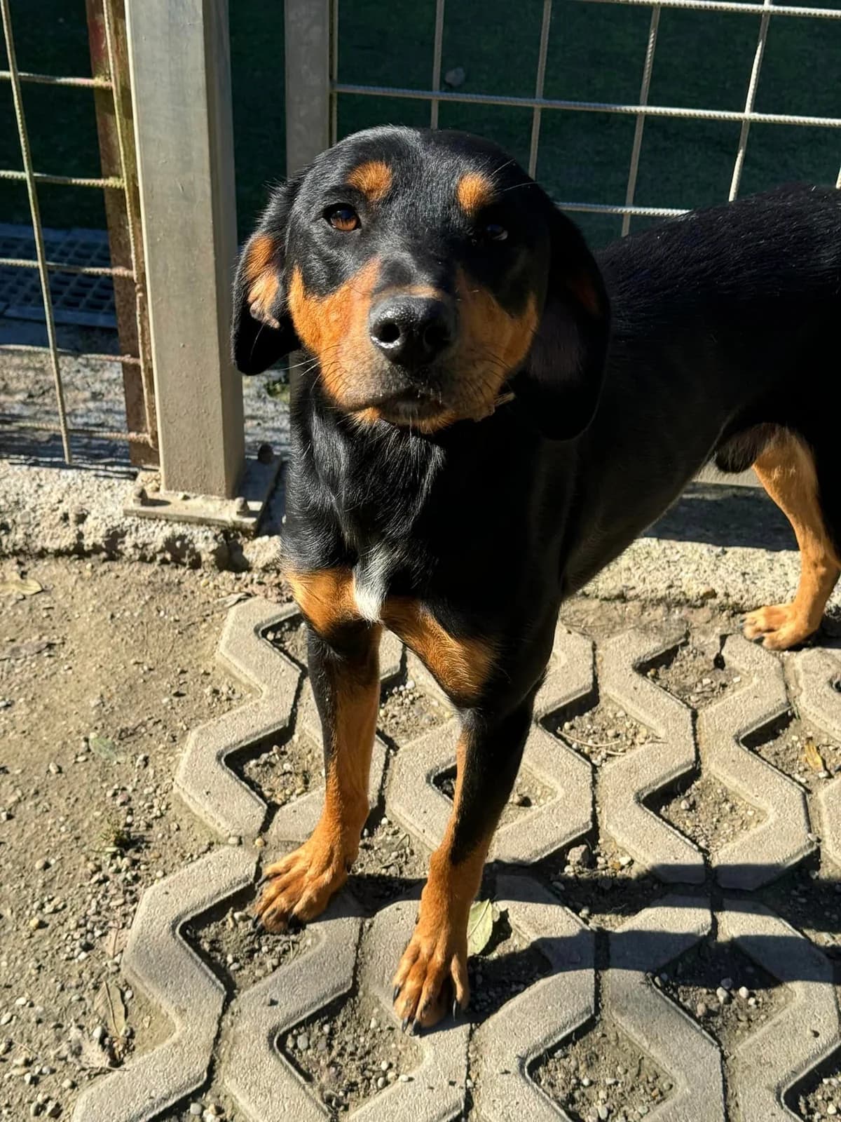 Metis, čierno – hnedá male mixed breed for adoption at OZ Centrum nájdených zvierat — photo 3 of 4
