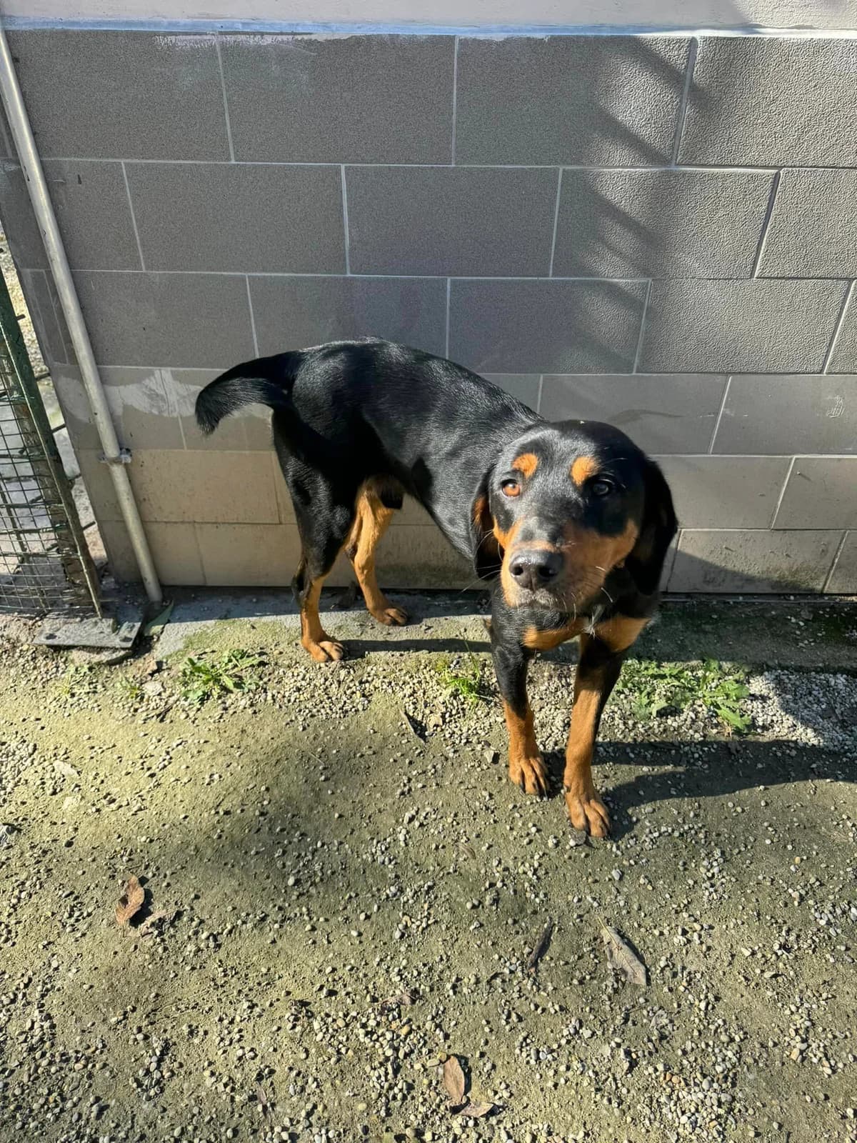 Metis, čierno – hnedá male mixed breed for adoption at OZ Centrum nájdených zvierat — photo 4 of 4