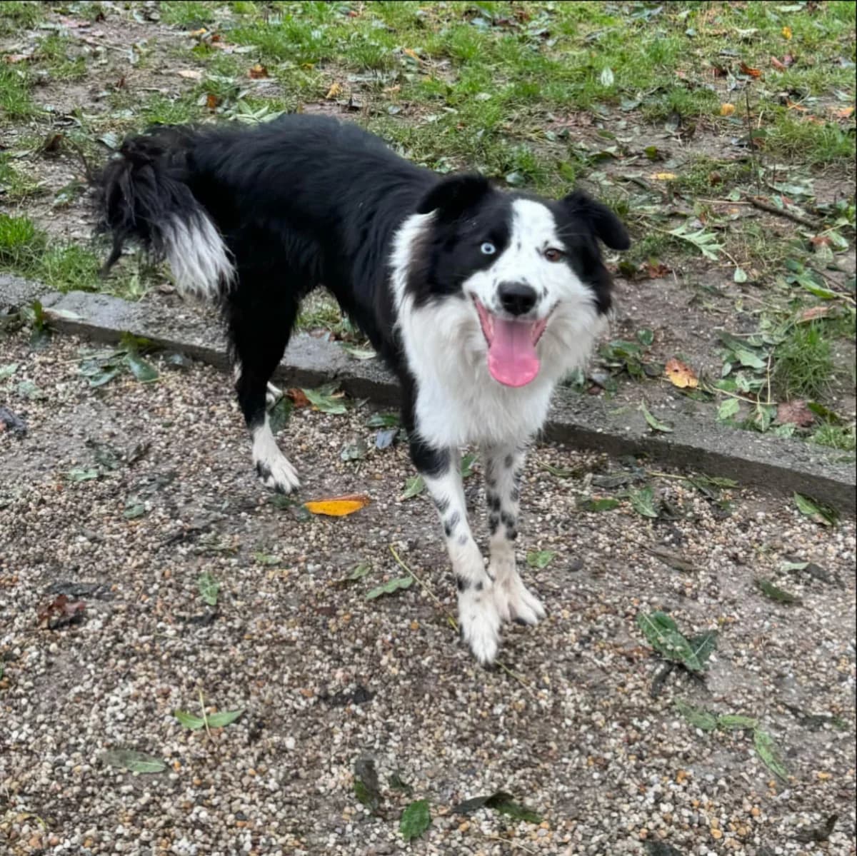 Onur, bielo-čierna male Border Collie for adoption at OZ Centrum nájdených zvierat