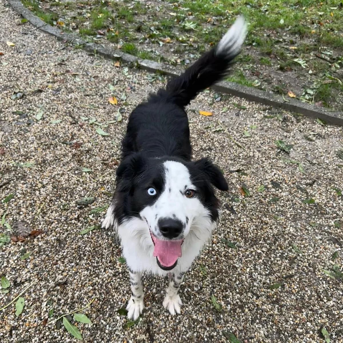 Onur, bielo-čierna male Border Collie for adoption at OZ Centrum nájdených zvierat — photo 2 of 4