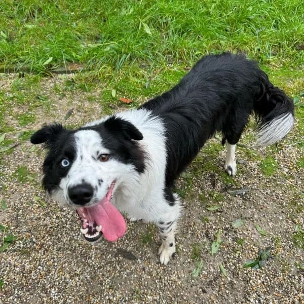 Onur, bielo-čierna male Border Collie for adoption at OZ Centrum nájdených zvierat — photo 3 of 4