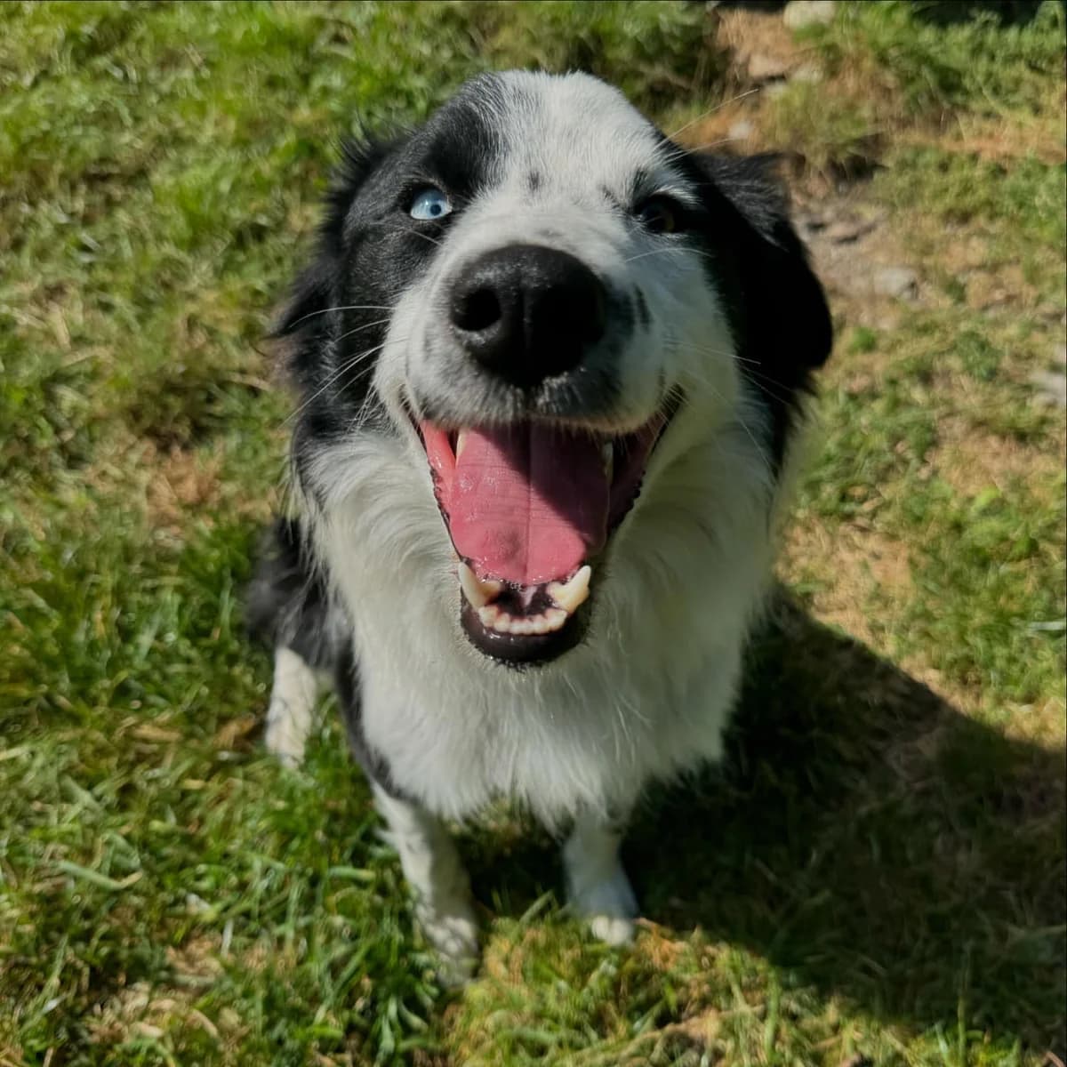 Onur, bielo-čierna male Border Collie for adoption at OZ Centrum nájdených zvierat — photo 4 of 4