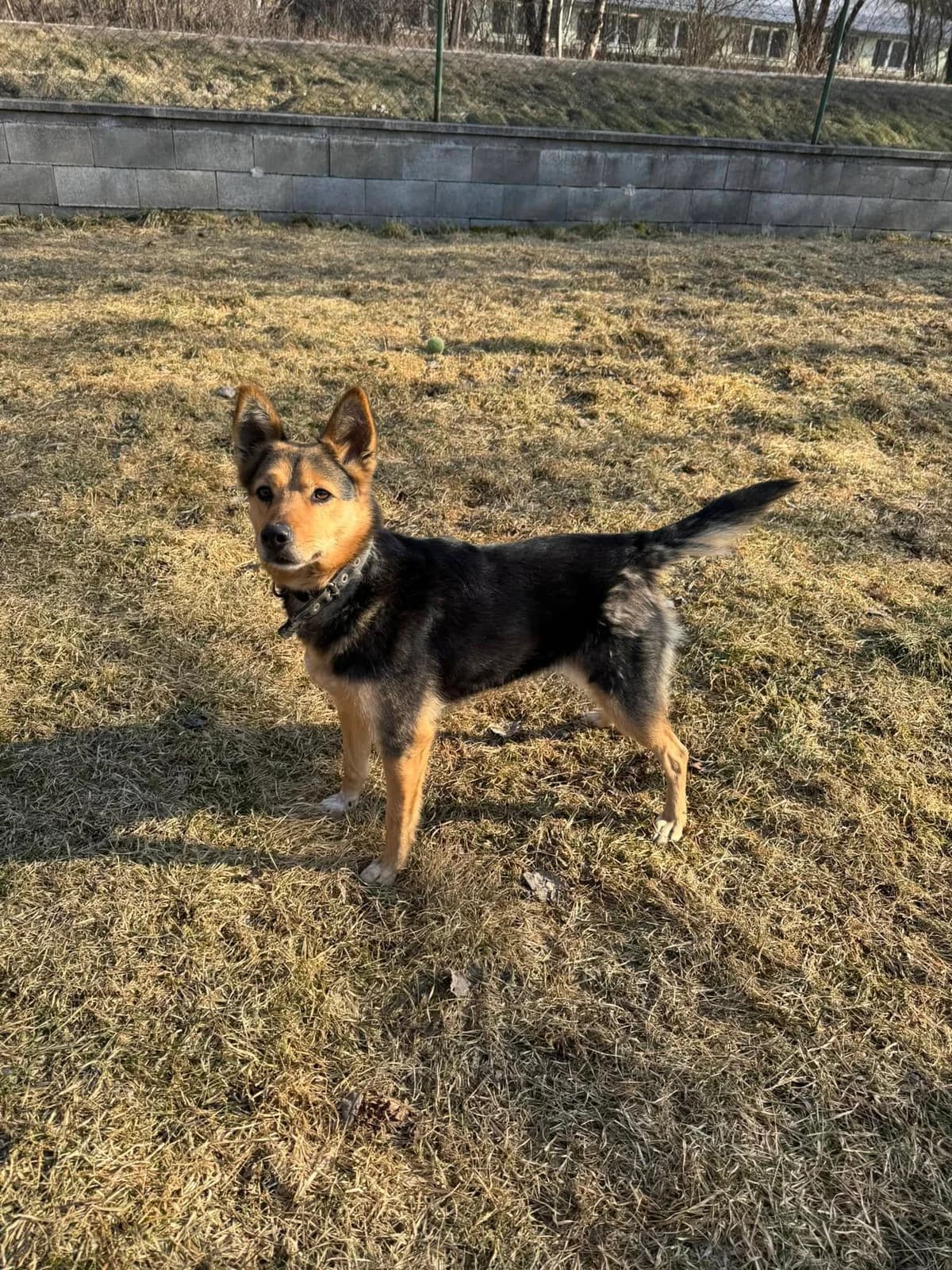 Pajka, čierno – hnedá female mixed breed for adoption at OZ Centrum nájdených zvierat