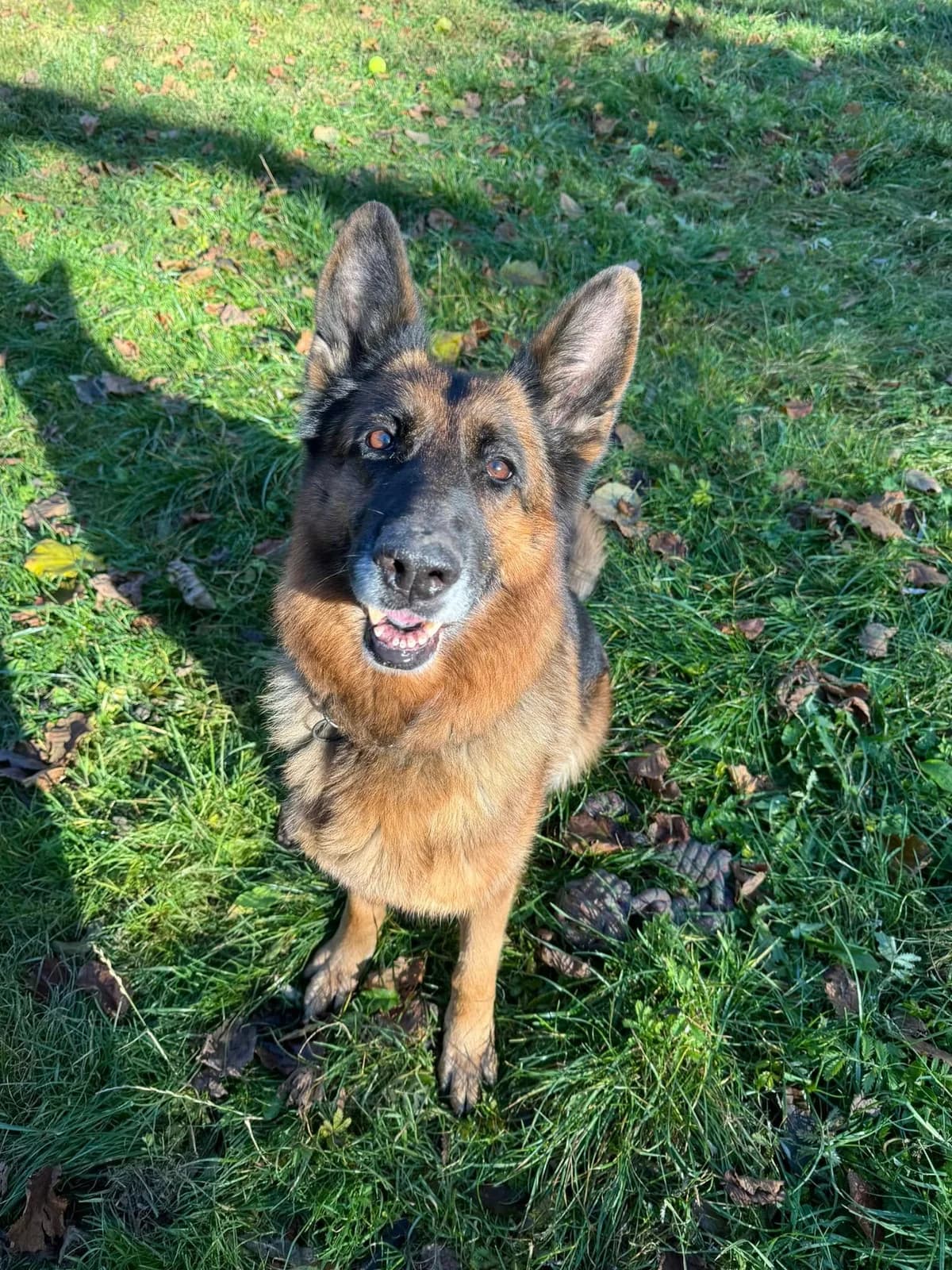 Panda, hnedo-čierna female mixed breed for adoption at OZ Centrum nájdených zvierat