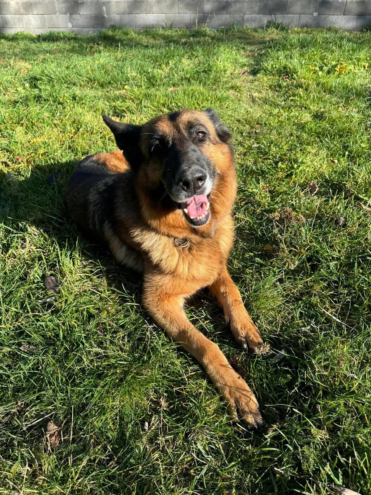 Panda, hnedo-čierna female mixed breed for adoption at OZ Centrum nájdených zvierat — photo 2 of 4