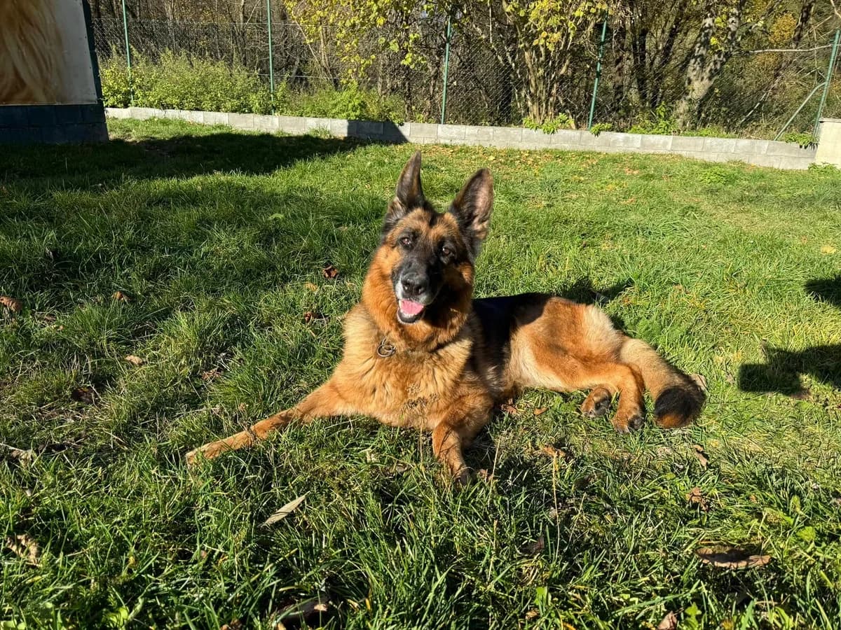 Panda, hnedo-čierna female mixed breed for adoption at OZ Centrum nájdených zvierat — photo 3 of 4