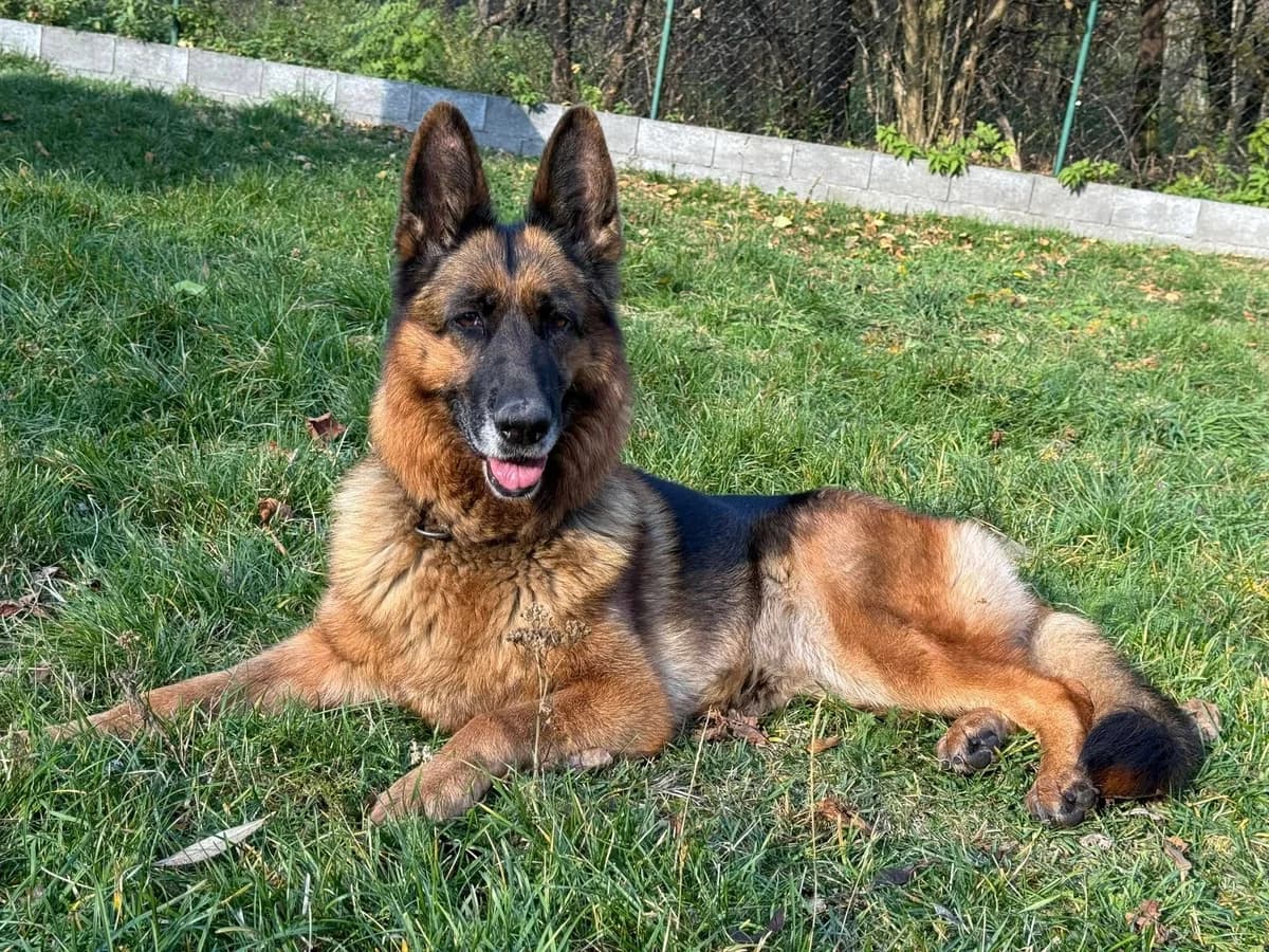 Panda, hnedo-čierna female mixed breed for adoption at OZ Centrum nájdených zvierat — photo 4 of 4
