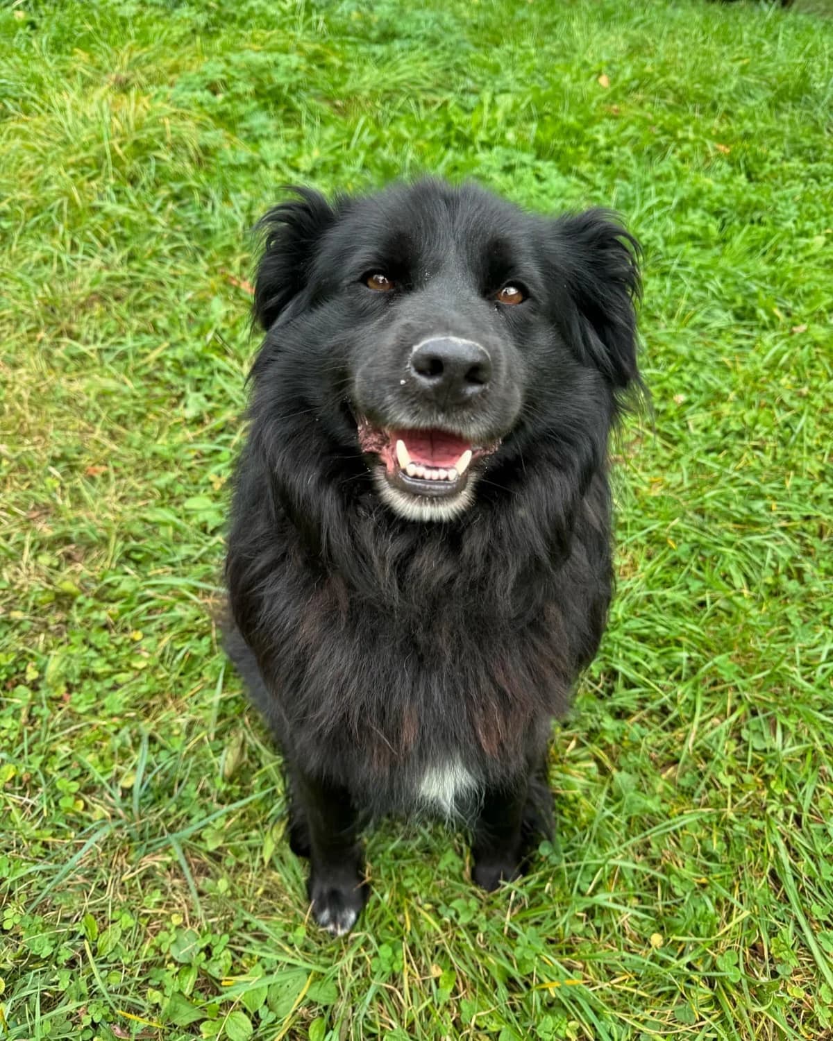 Puňťo, čierna male mixed breed for adoption at OZ Centrum nájdených zvierat