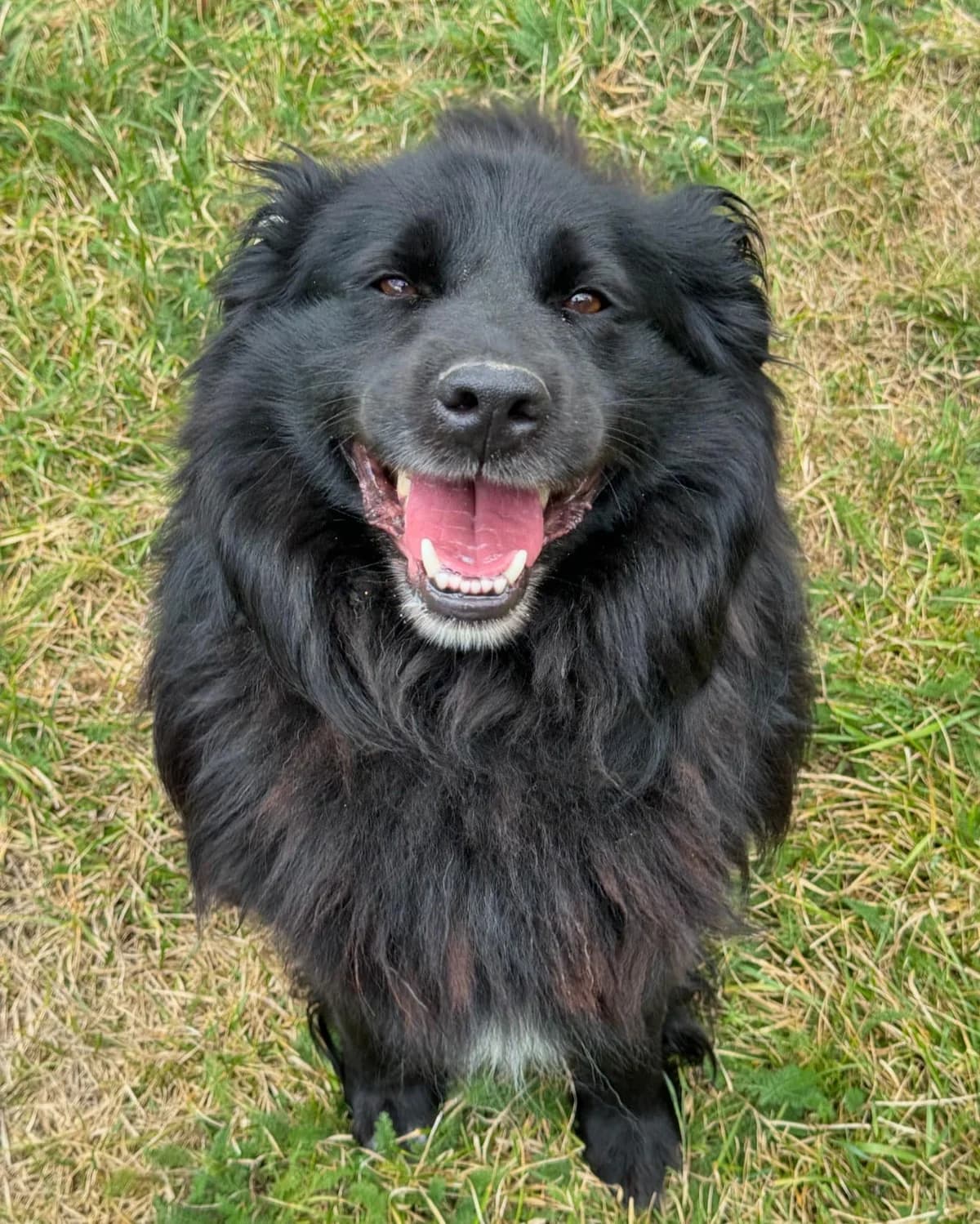 Puňťo, čierna male mixed breed for adoption at OZ Centrum nájdených zvierat — photo 2 of 4