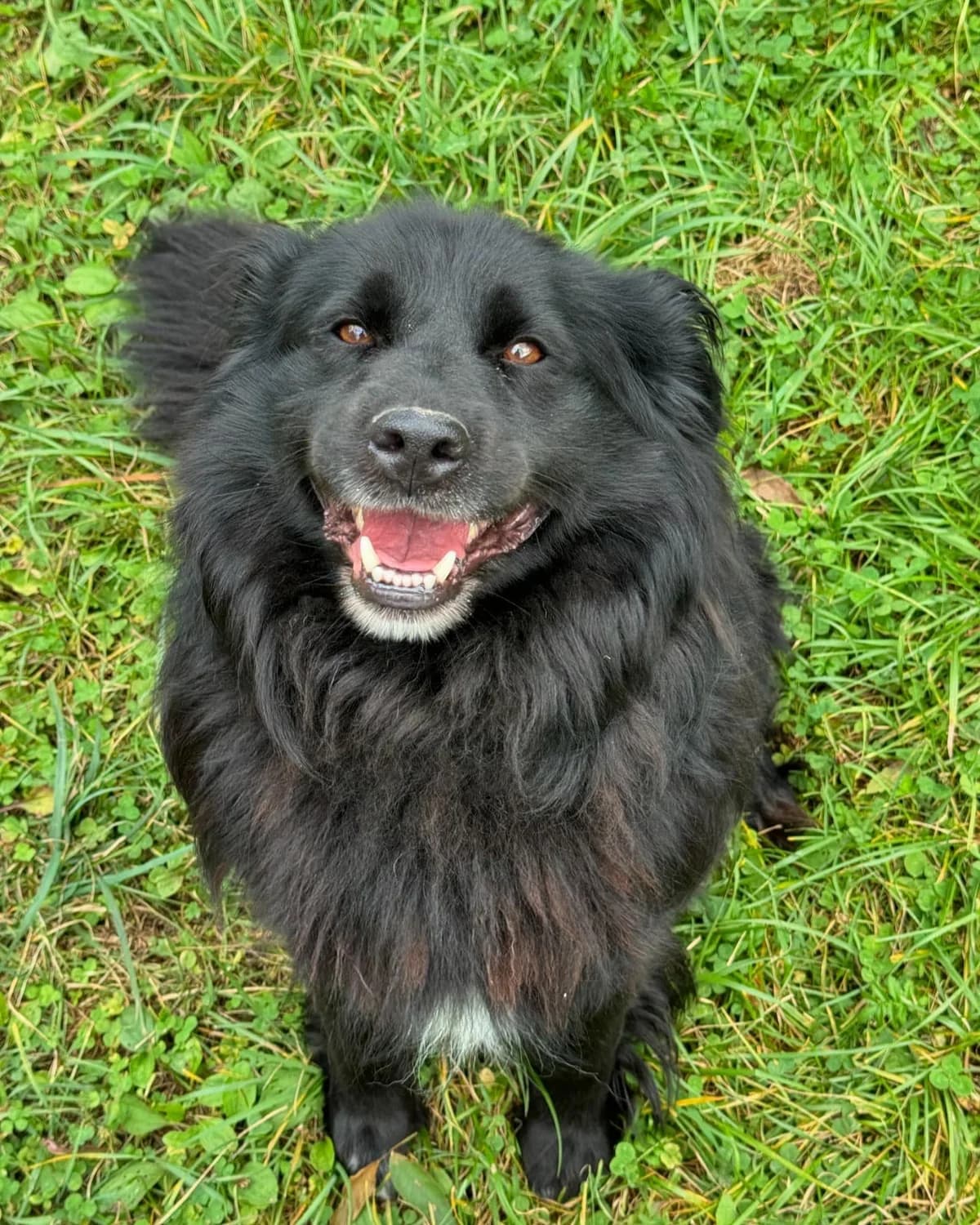 Puňťo, čierna male mixed breed for adoption at OZ Centrum nájdených zvierat — photo 3 of 4