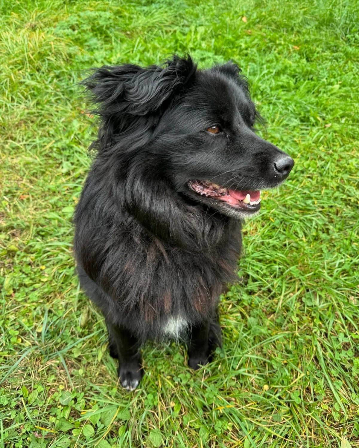 Puňťo, čierna male mixed breed for adoption at OZ Centrum nájdených zvierat — photo 4 of 4