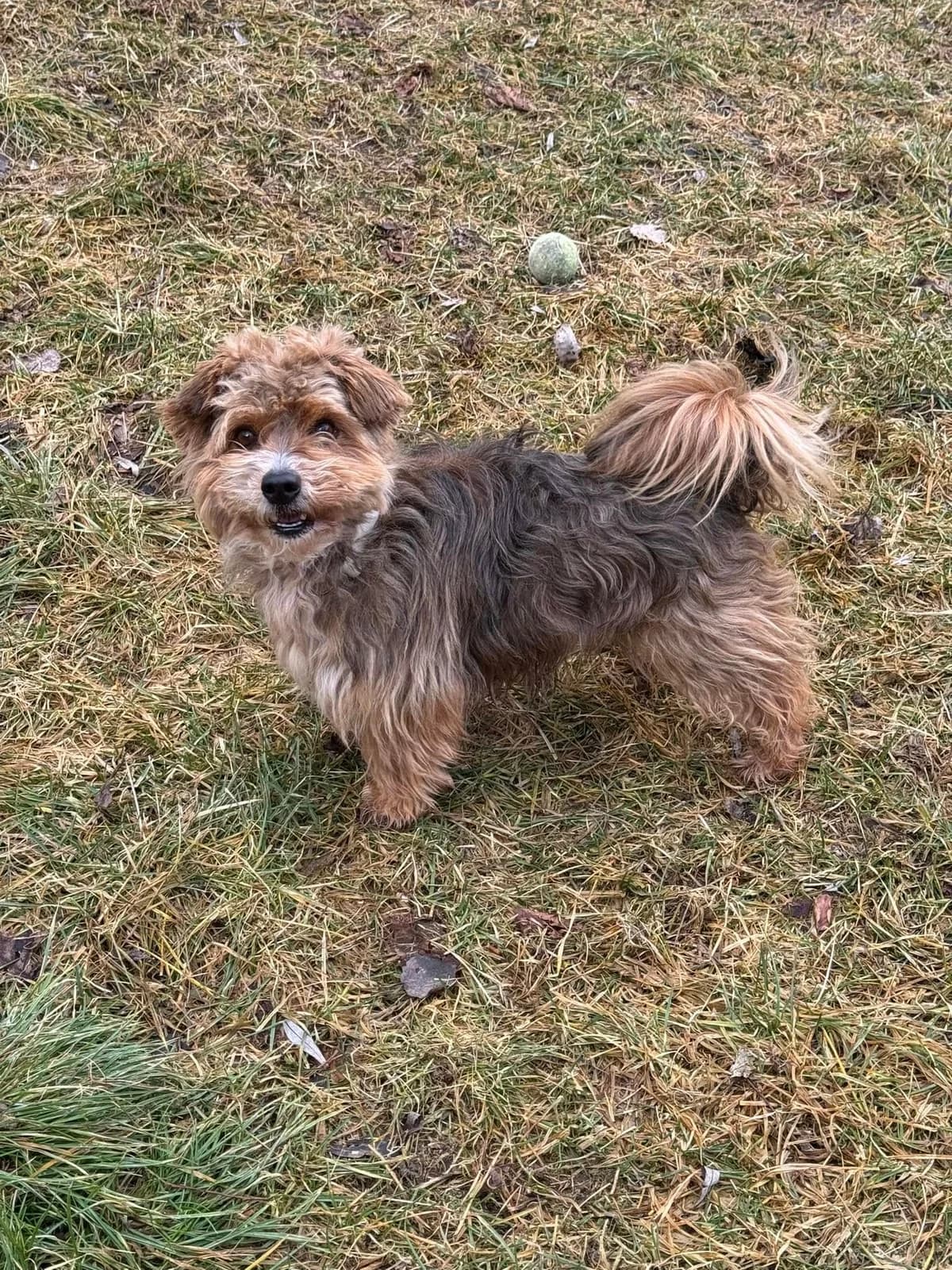 Teo, čierno – hnedá male mixed breed for adoption at OZ Centrum nájdených zvierat