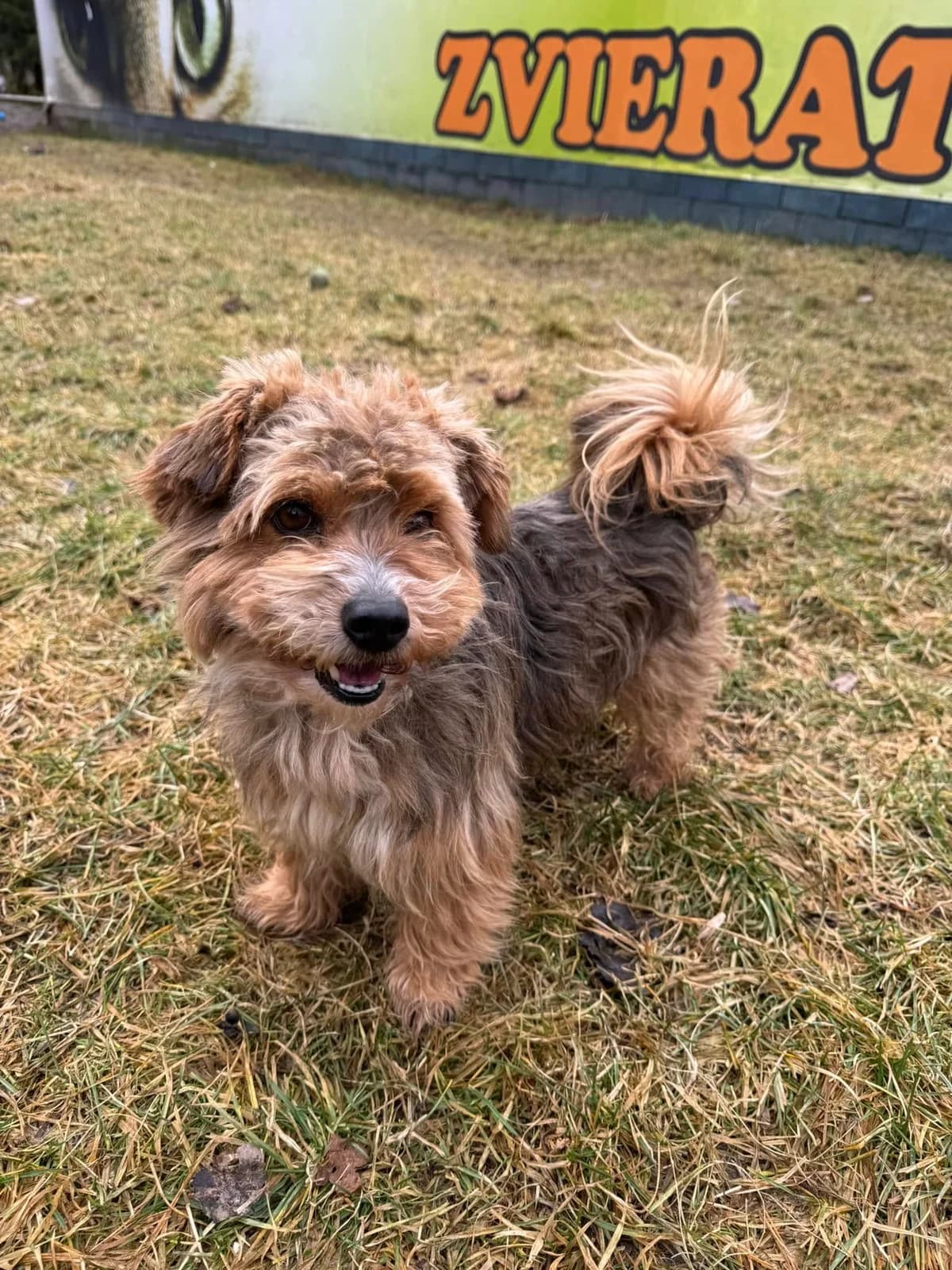 Teo, čierno – hnedá male mixed breed for adoption at OZ Centrum nájdených zvierat — photo 2 of 4