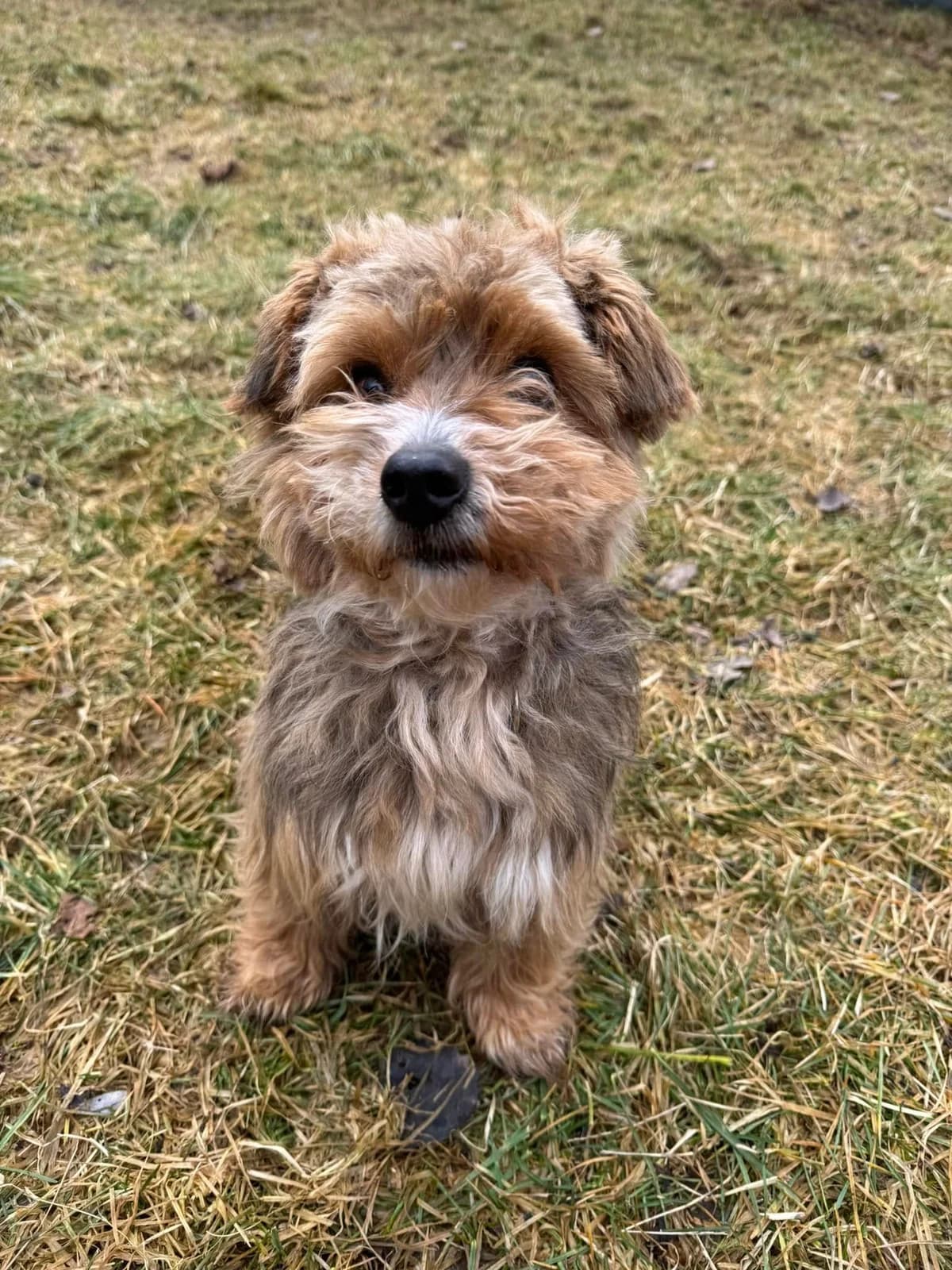 Teo, čierno – hnedá male mixed breed for adoption at OZ Centrum nájdených zvierat — photo 4 of 4
